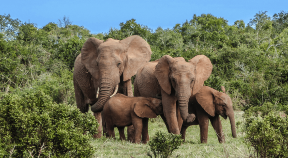 Ultimate Luxury: South Africa