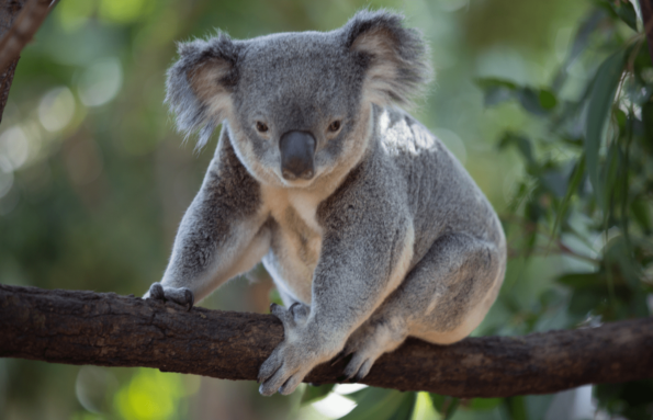 Australian Highlights Tour