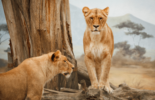 The Out Of Office Safari Collection