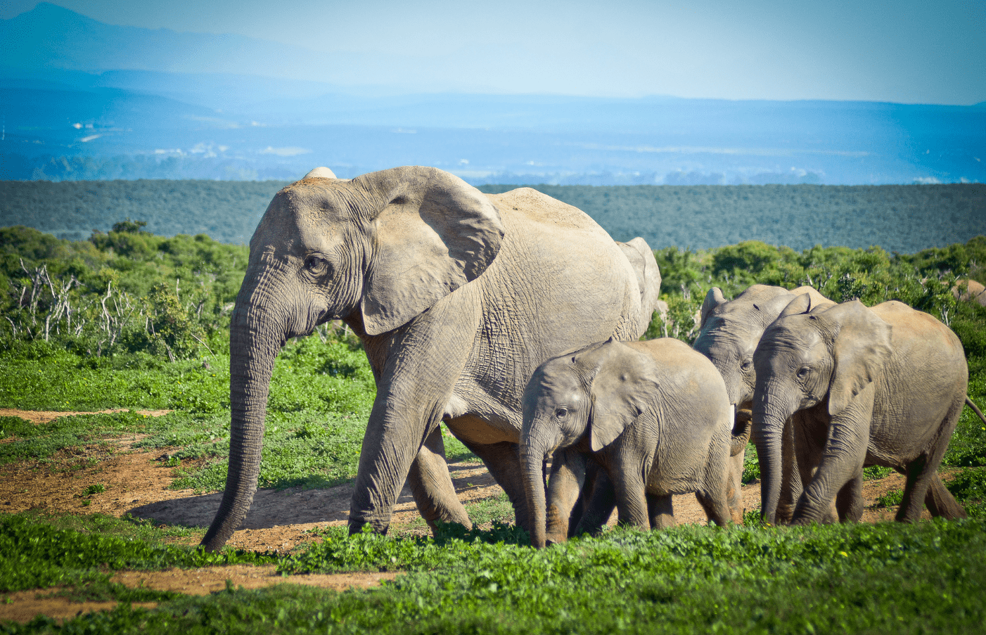 Addo Elephant National Park in South Africa — Luxury Holidays