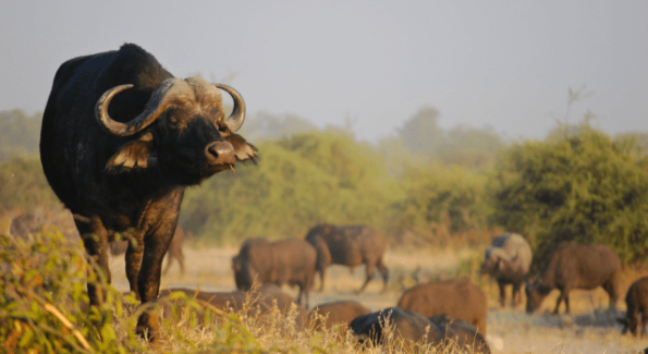 Days 3-4: Kruger National Park