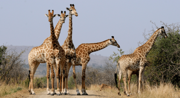 The Best Things to do in South Africa