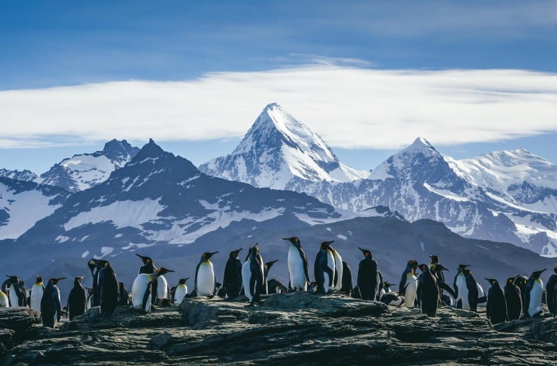 Gay Group Trip: Antarctic Express