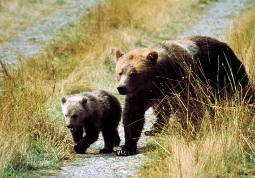Whales, Bears and Vancouver Island