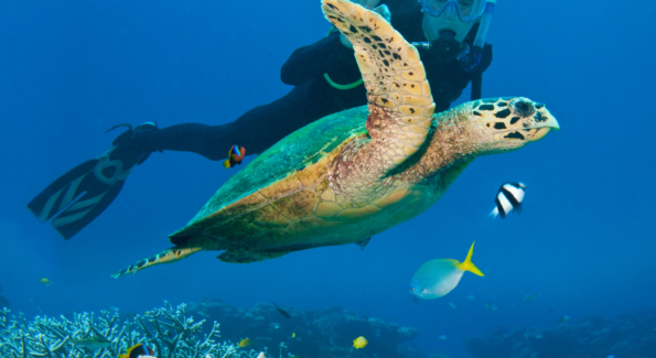 Australia’s Great Barrier Reef: Luxury Tours and Experiences