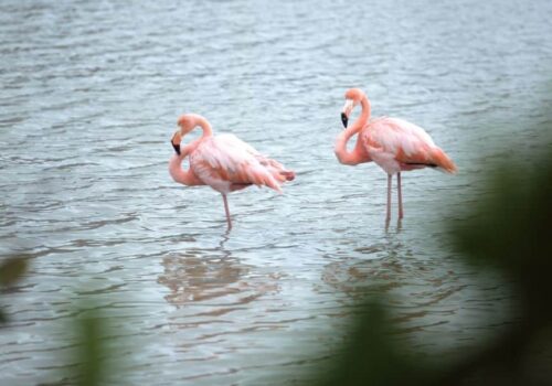 Flamingo Flamingo