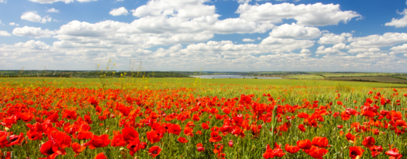 World War History Tour: The Netherlands, Belgium and France