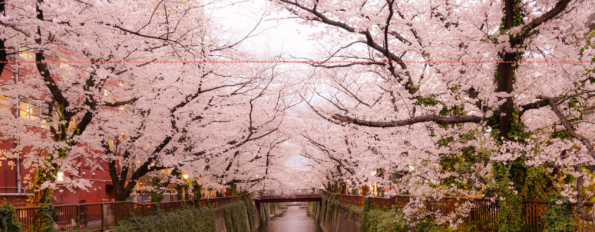 Cherry Blossom Tour of Japan