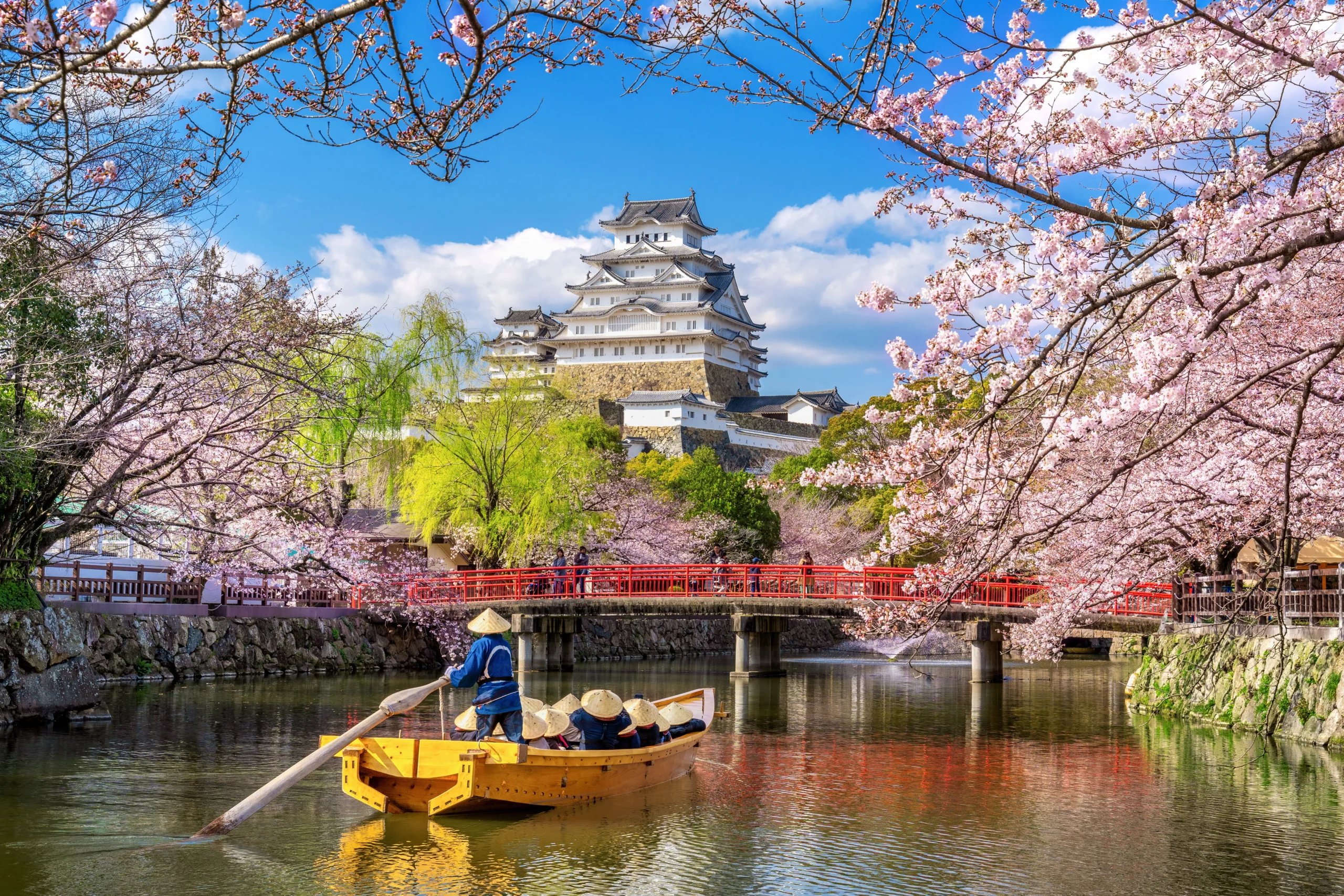 Japan Cherry Blossom
