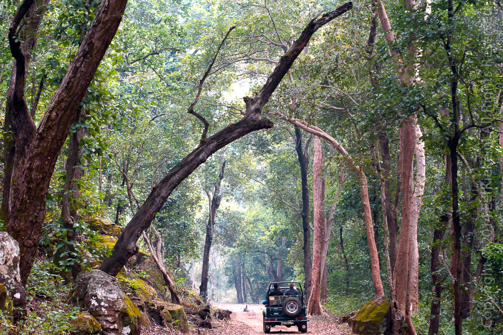 Days 1 to 2: Arrive Delhi, Onward to Kanha
