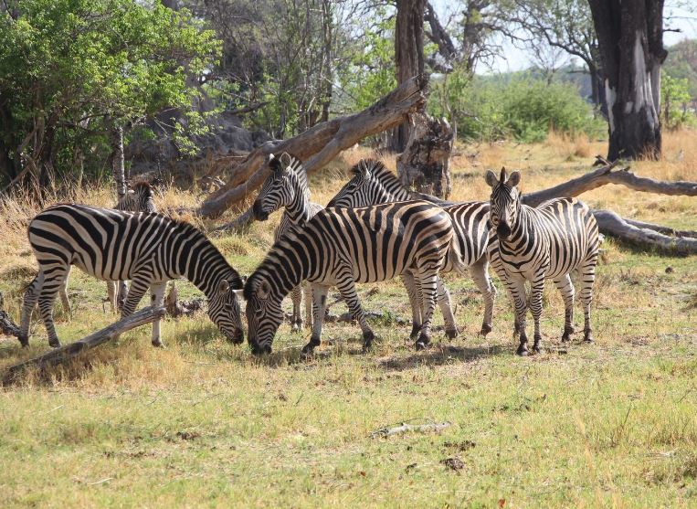 gay safari in south africa is gay marriage legal in usa