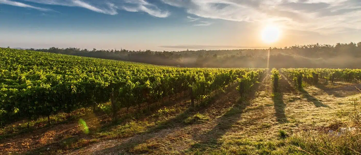 Rows of vines stretching toward the hills in Hawke's Bay at golden hour