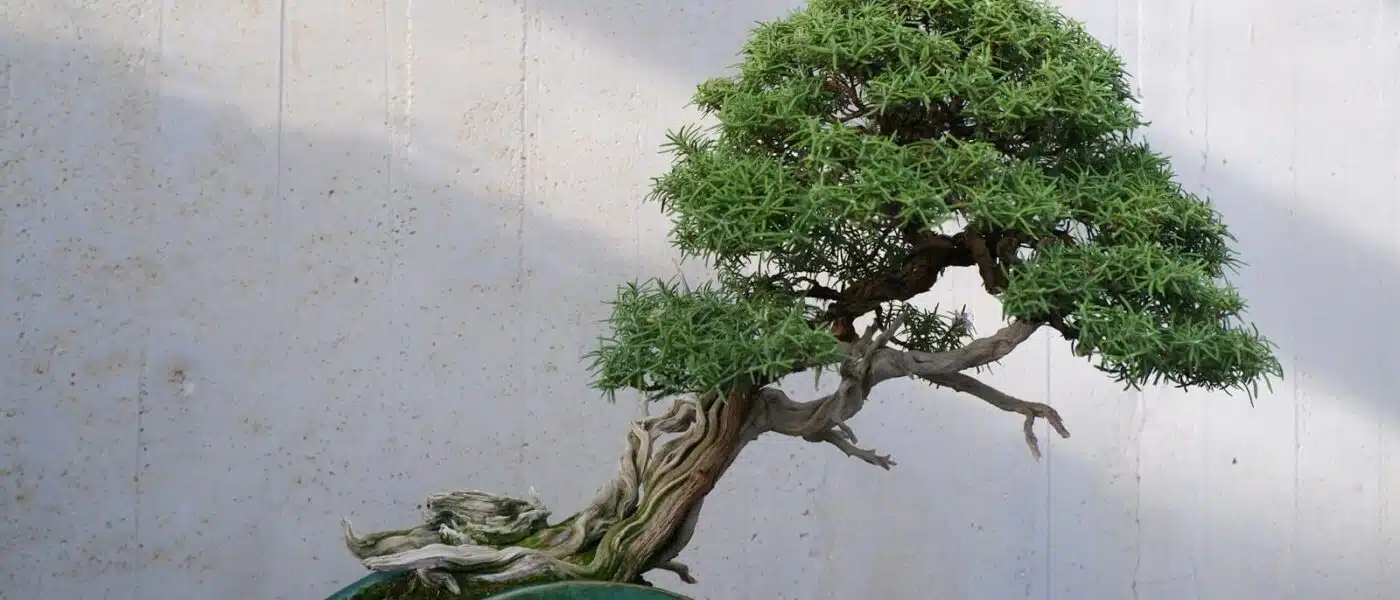 Ancient bonsai trees displayed on benches in an Omiya garden