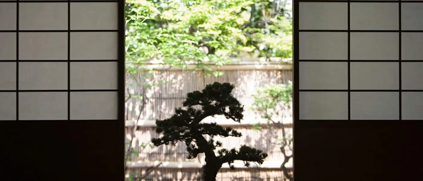 Bonsai master explaining branch structure to a single guest