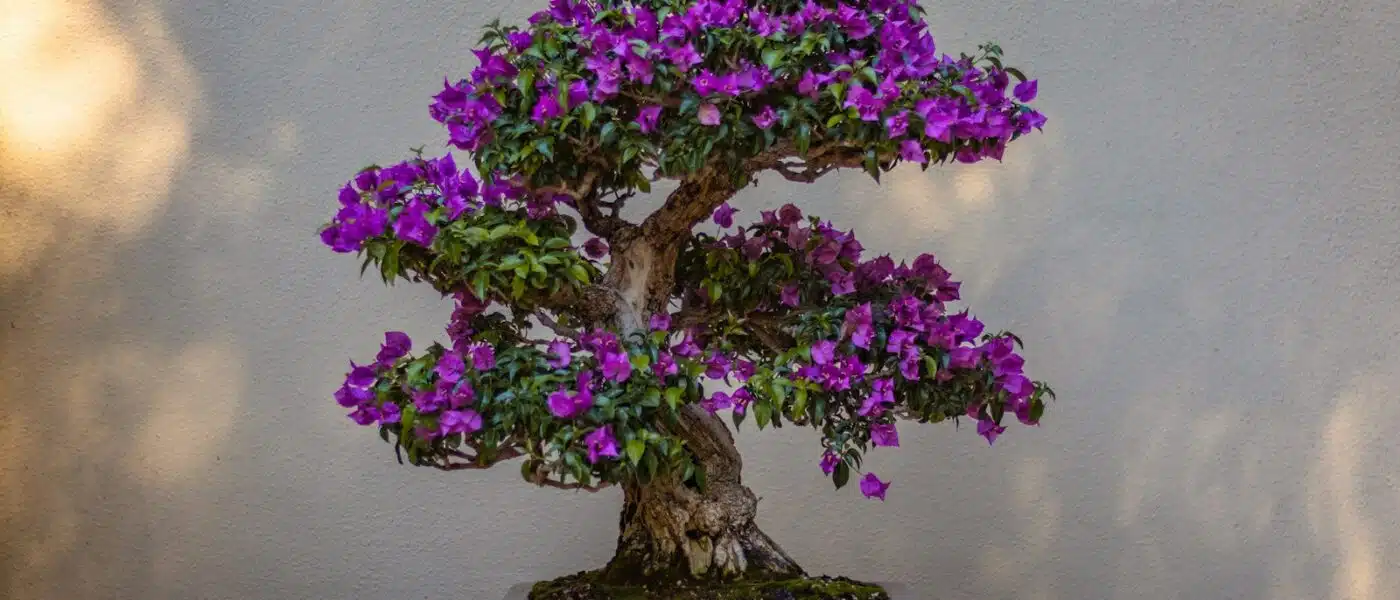 Bonsai in progress beside a master grower's workshop