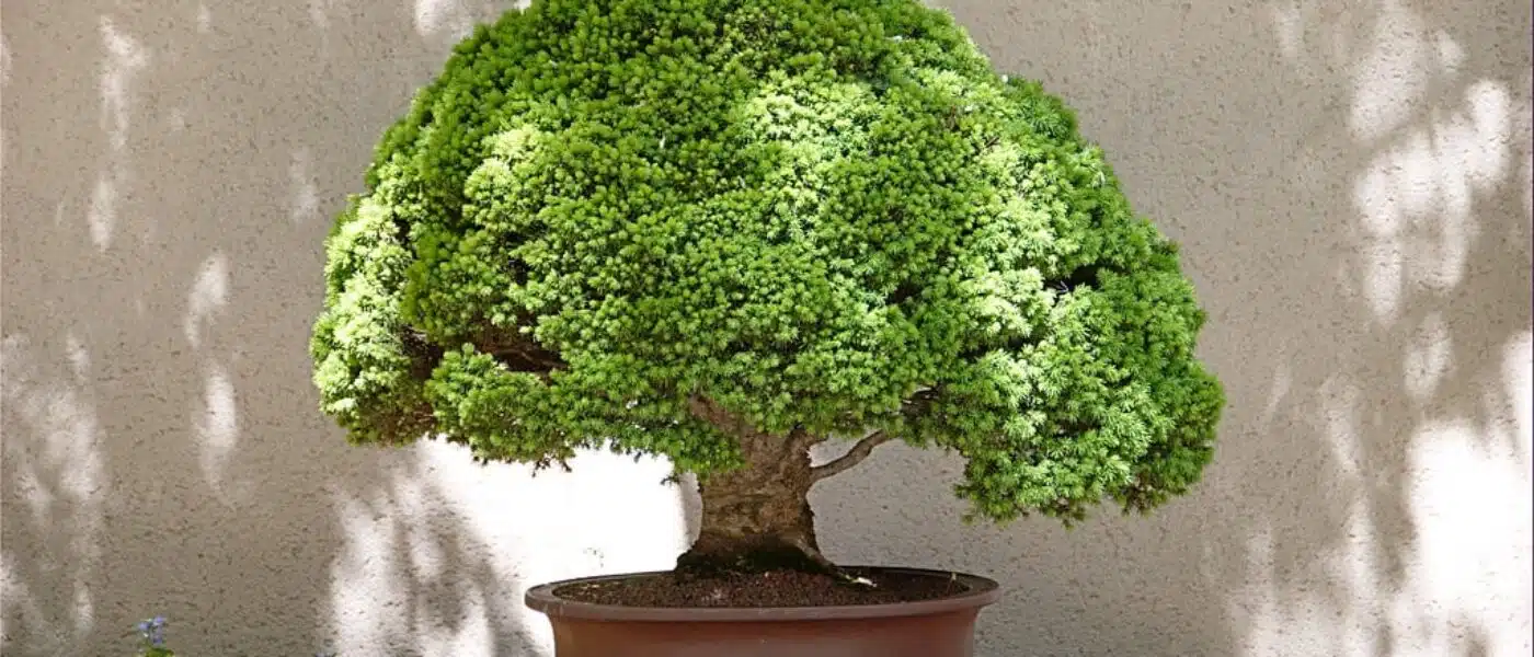 Omiya Bonsai Art Museum garden with displayed trees
