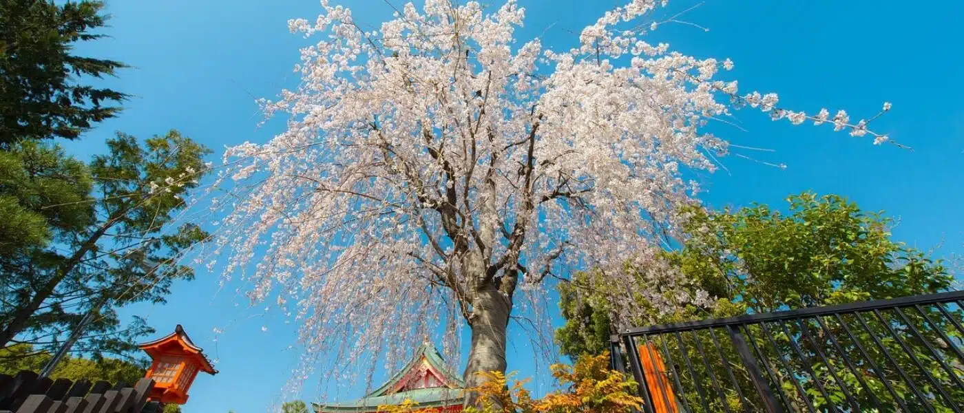 Couple sitting quietly on a mat beneath cherry trees in early morning