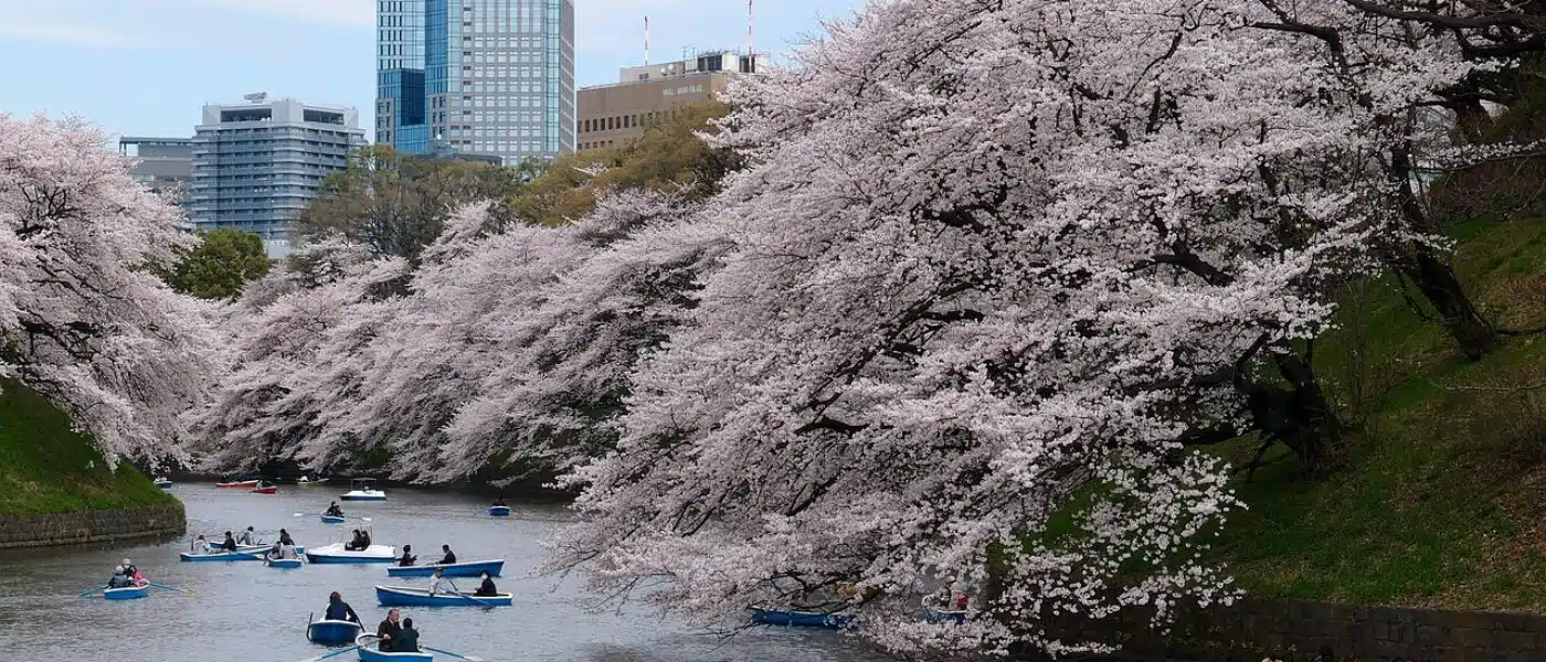 Picnic of wagashi, onigiri and tea on a traditional mat under the blossoms