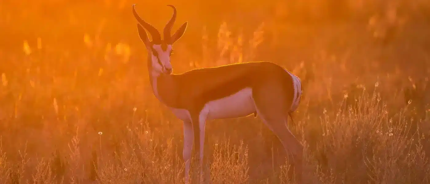 Oryx crossing the plains below a Kalahari dune at dusk