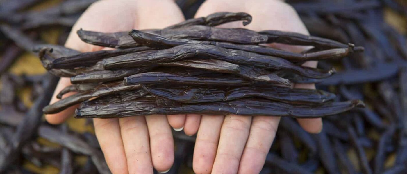 Vanilla farmer walking between rows of vines on Taha'a