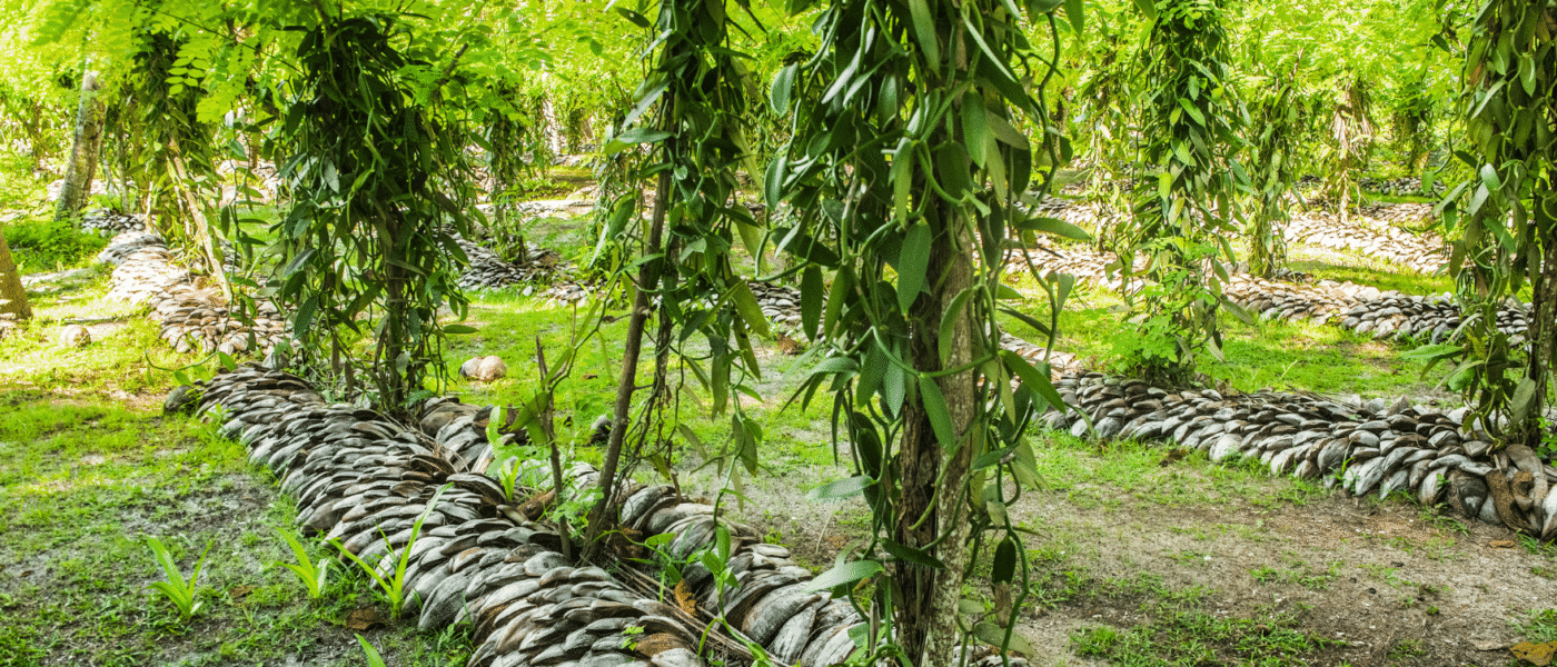 Vanilla pods drying in the sun on cloth at a curing station