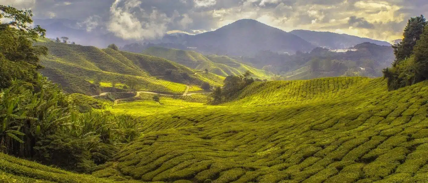 Historic tea estate buildings in Sri Lanka's hill country