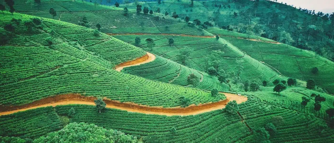Unbroken rows of tea climbing the slopes near Nuwara Eliya