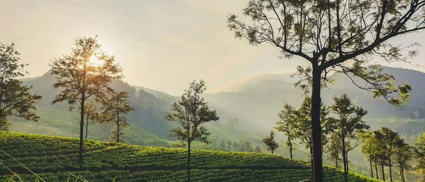 Private tea tasting set on a terrace overlooking the hills