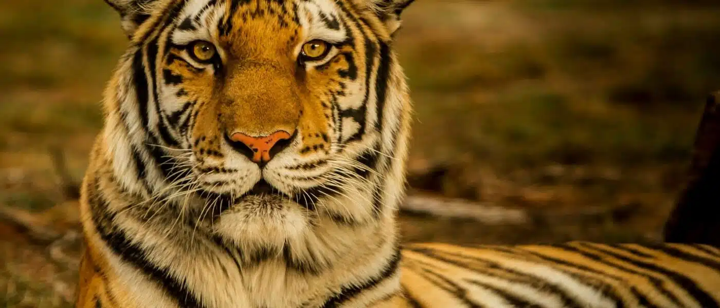 Tiger resting beside a lake in Ranthambore