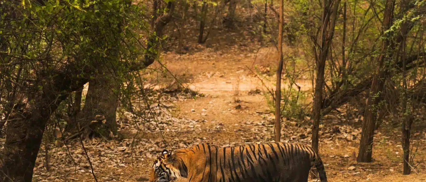 Soft morning light filtering through the forest in Ranthambore