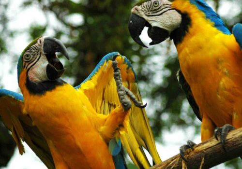 parrots in Amazon parrots in Amazon
