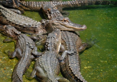 Alligators at Everglades National Park Alligators at Everglades National Park