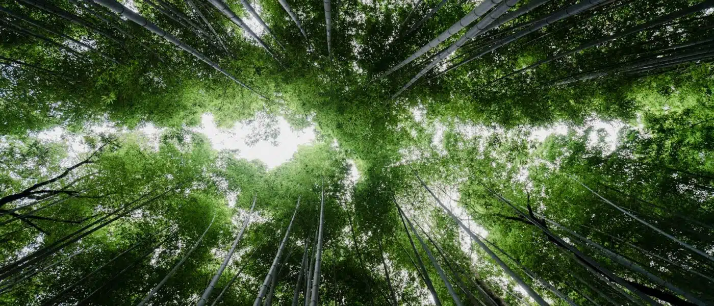 Evenly lit bamboo canopy in the minutes after sunrise