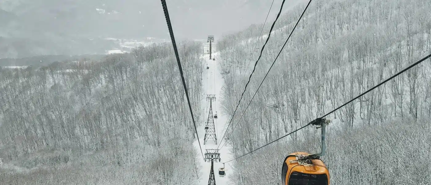 Well-spaced birch glade filled with powder snow near Hakuba