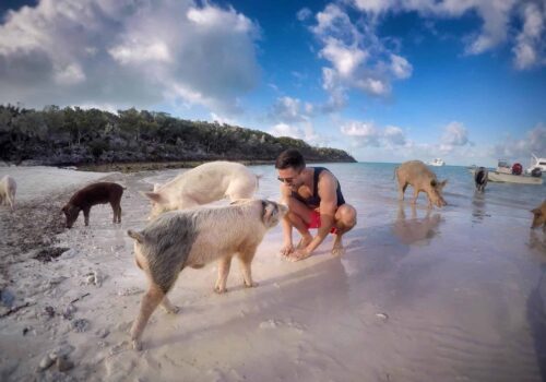 Pig Beach The Bahamas Pig Beach The Bahamas