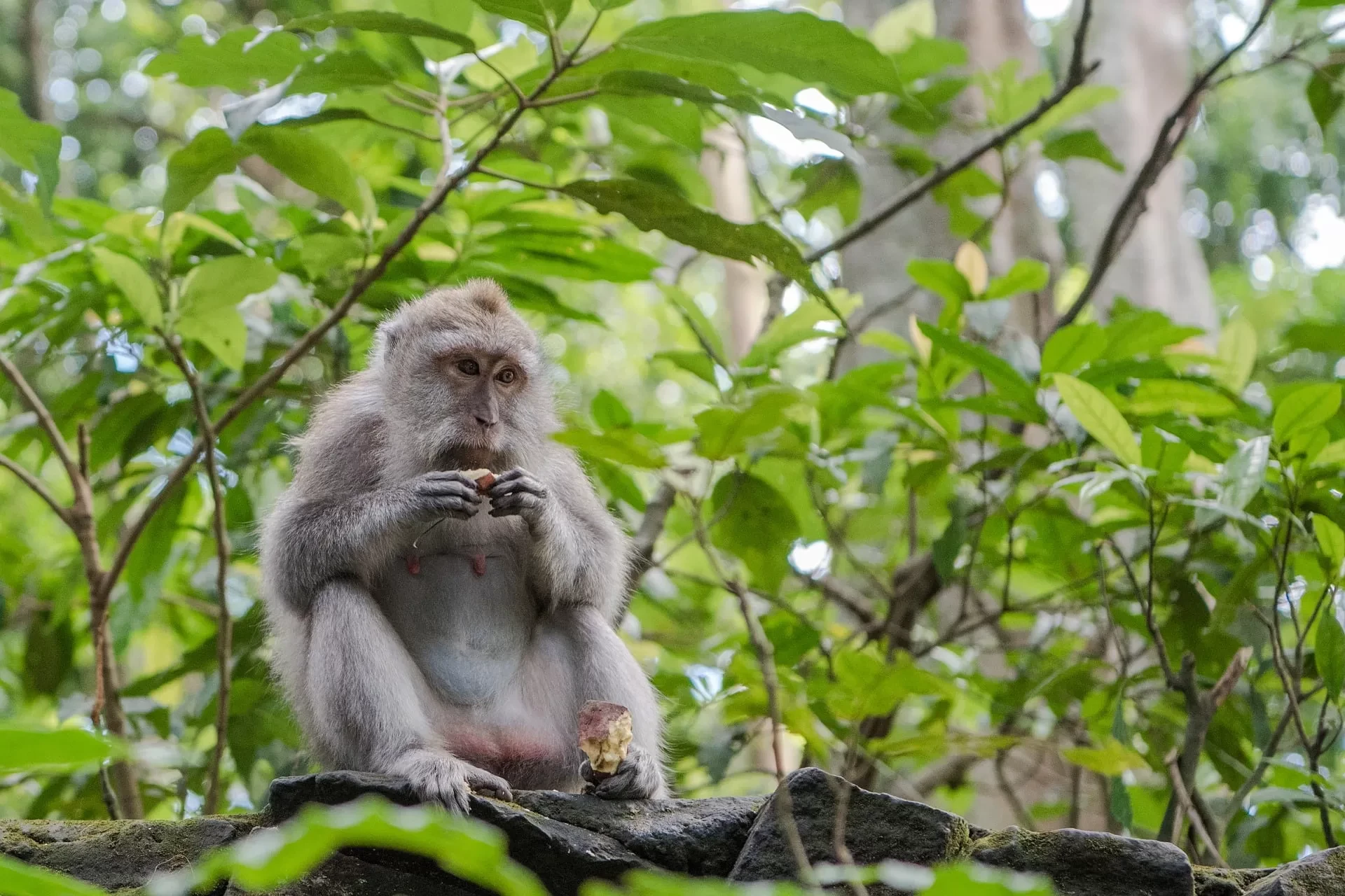 Day 8: Ubud