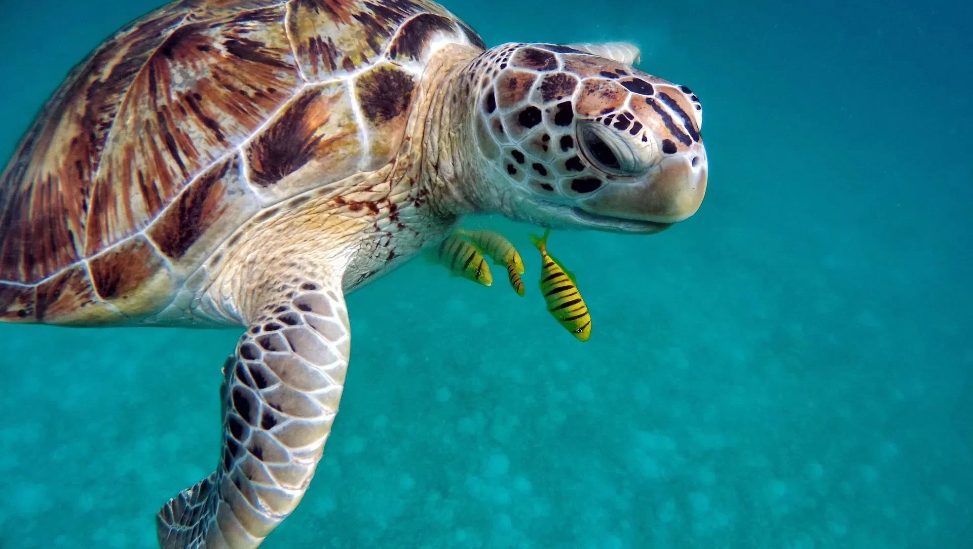 Best Maldives Diving: Atolls, Resorts & Experiences