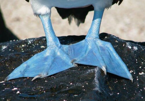 Blue Footed Booby Galapagos Blue Footed Booby Galapagos