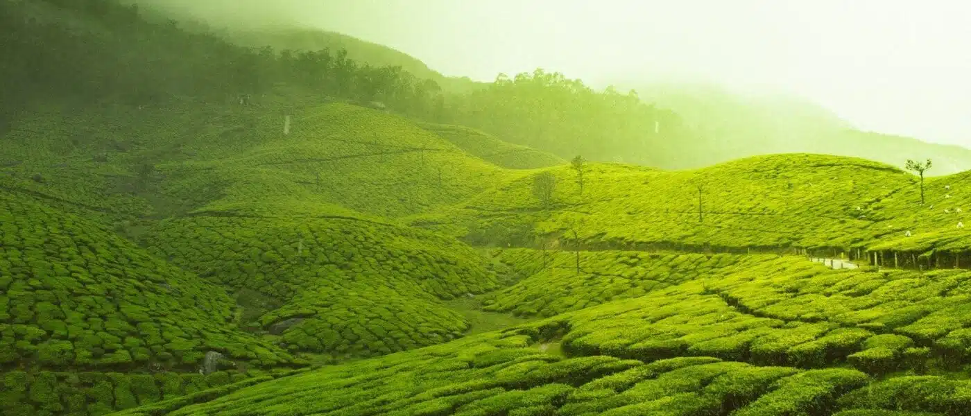 Tea leaves withering in the Bois Chéri factory