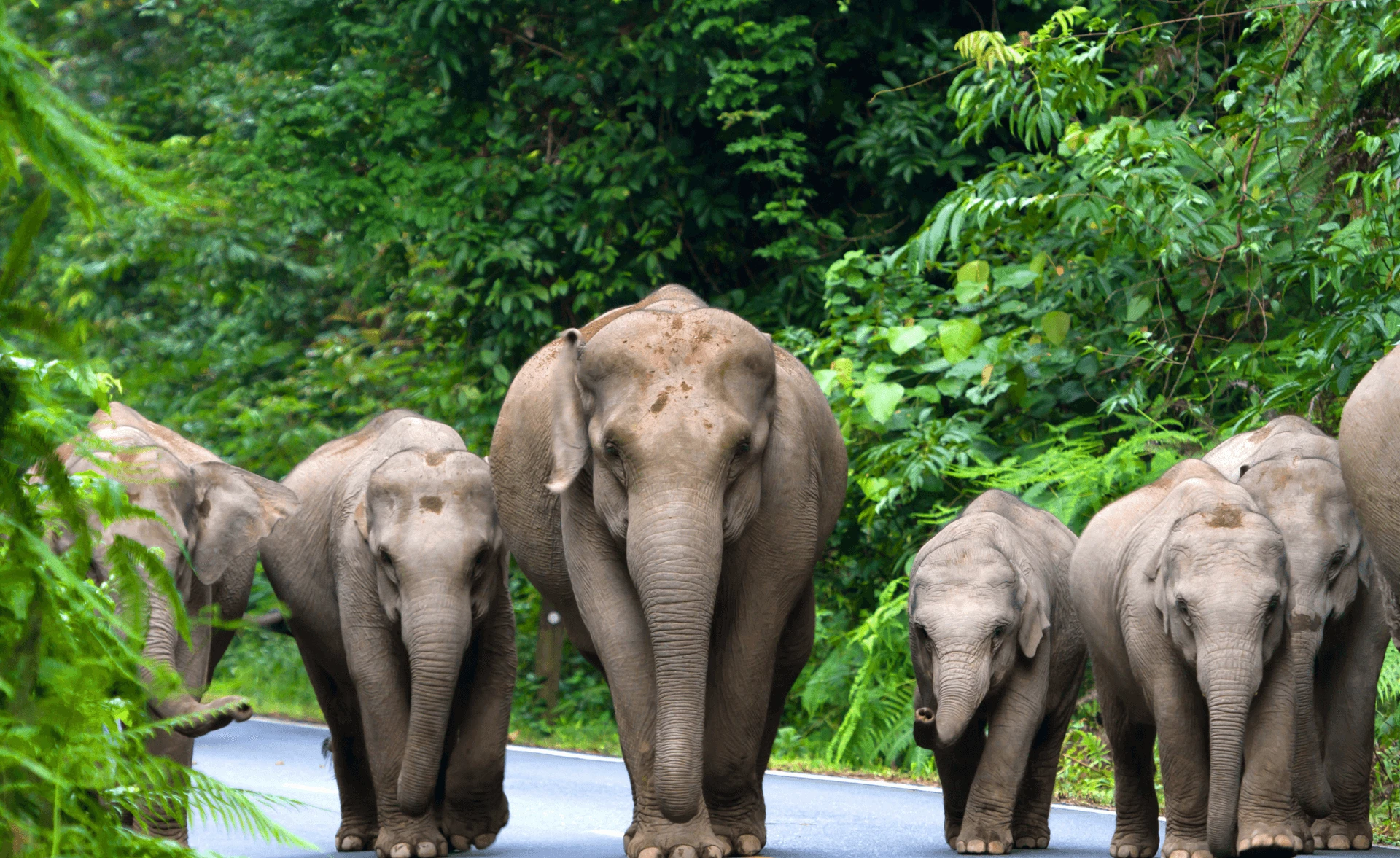 Luxury Elephant Camp in Thailand: Bangkok & Chiang Mai