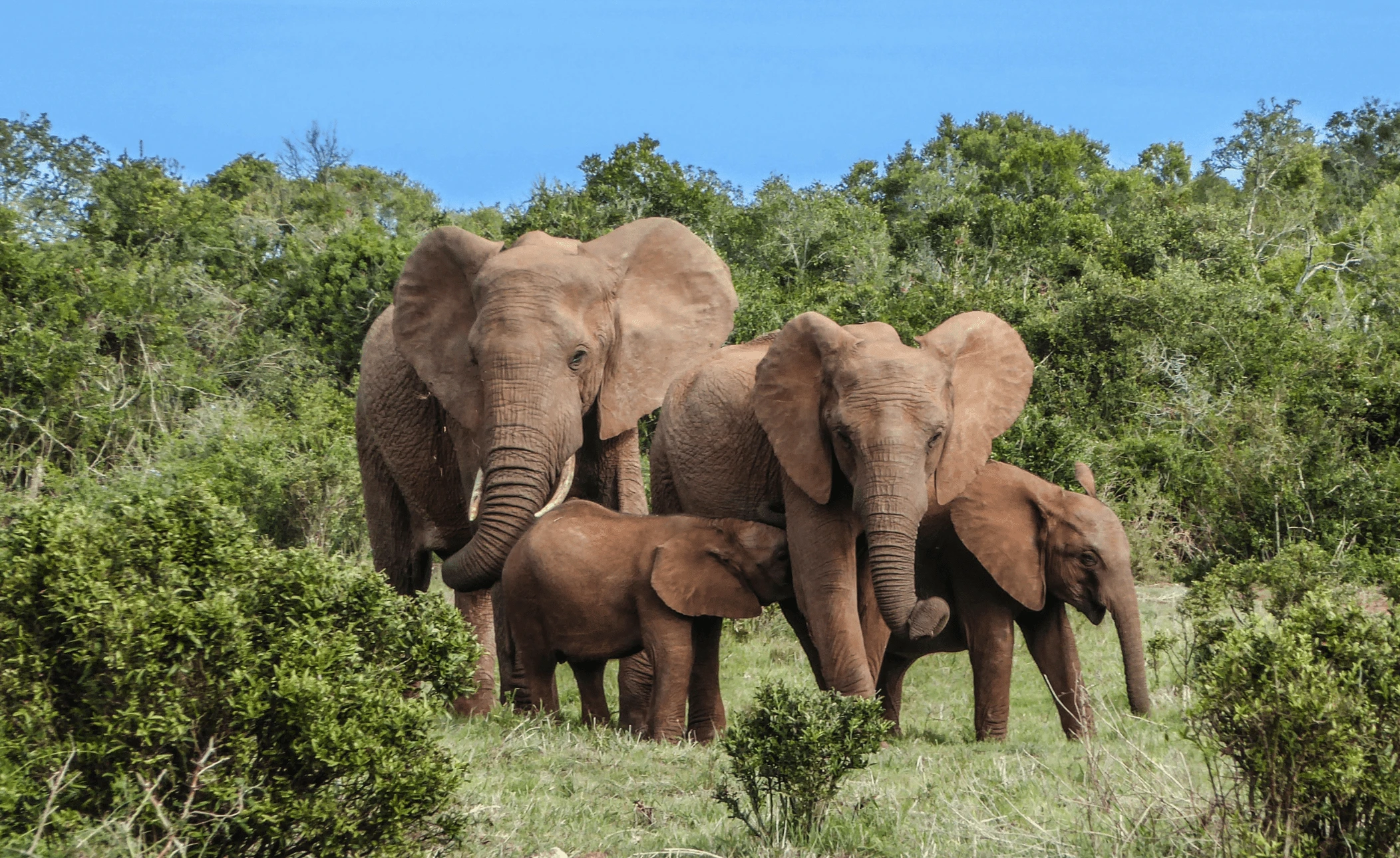 South Africa