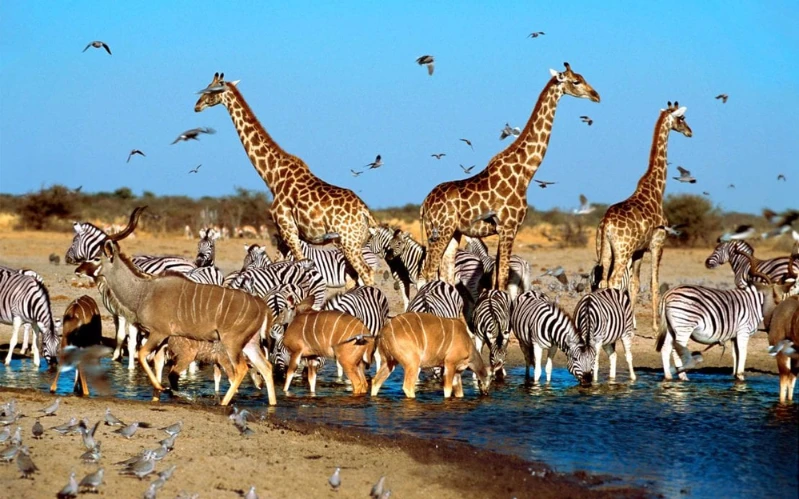 South Africa Big Five Safari & Johannesburg Tour