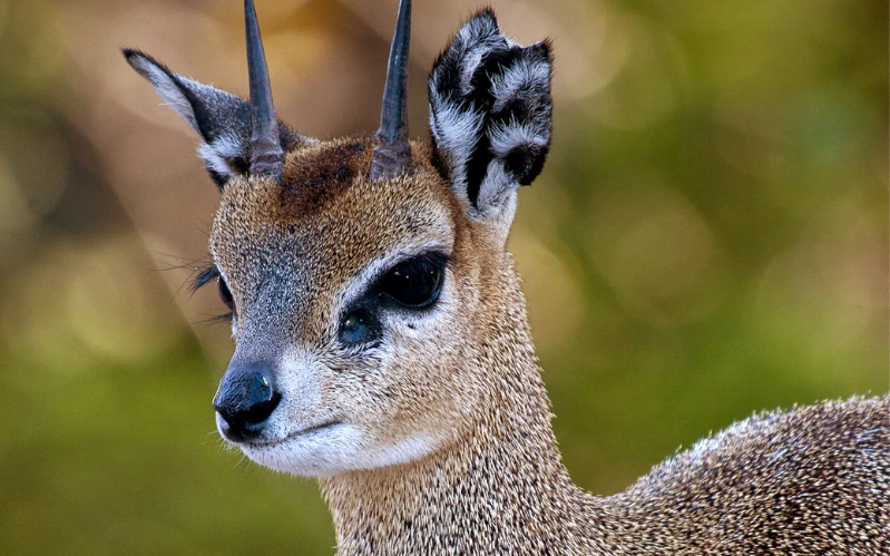 South Africa Big Five Safari & Johannesburg Tour