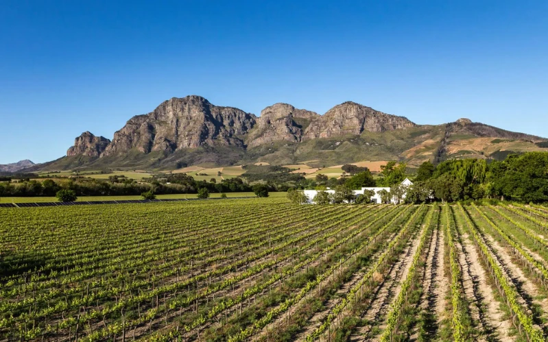 South Africa Food & Wine Tour in the Winelands