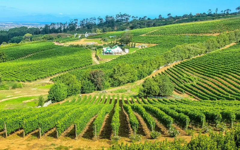 South Africa Food & Wine Tour in the Winelands