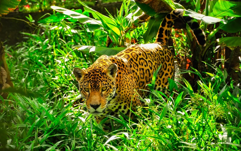 Brazil’s Eco-Luxury Lodges: Amazon & Pantanal – Amazon Cruise & Jungle Lodge Experience