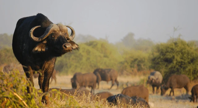 Days 3-4: Kruger National Park