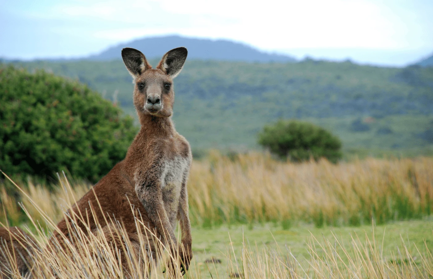 Discover Australia