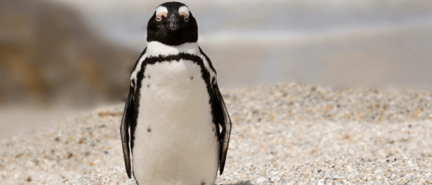Boulders Beach