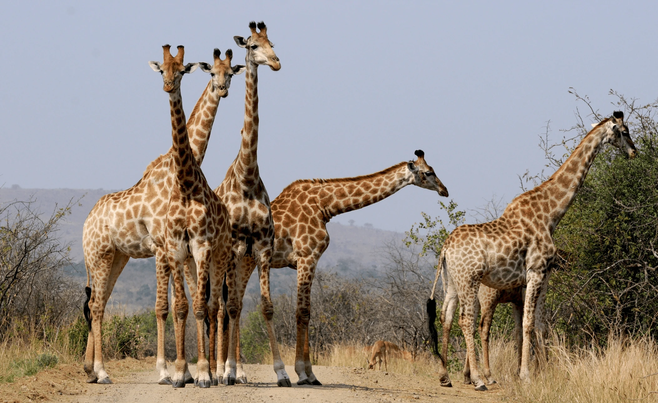 Sabi Sabi Game Reserve and Mauritius